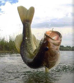 Tips on bass fishing in late summer Read Now